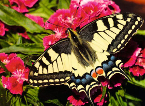 Ravensburger-Puzzle 500 Teile: Schöner Schmetterling