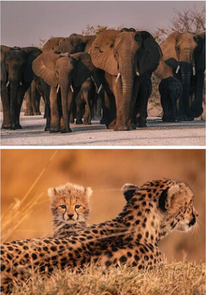 Elefanten & Leoparden - 2 in 1 Puzzle-Set