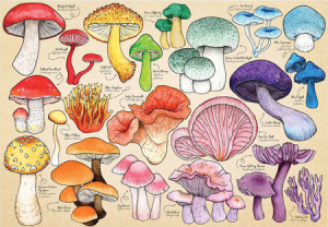 Pilz Wahnsinn