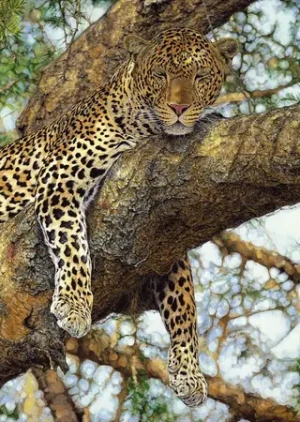 Leopard auf dem Baum
