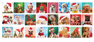 Niedliche Welpen - Adventskalender