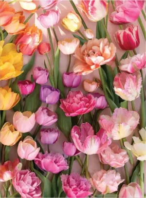 Vergängliche Tulpen