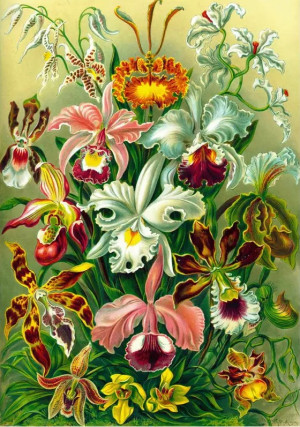 Good Loot-Puzzle 1000 Teile: Orchideen, Haeckel