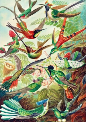 Kolibris, Haeckel