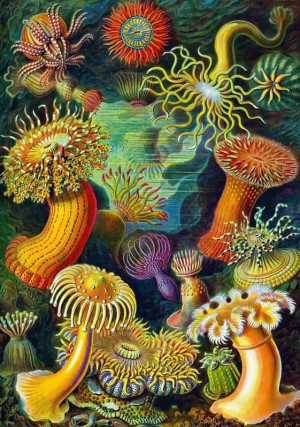 Good Loot-Puzzle 1000 Teile: Seeanemonen, Haeckel
