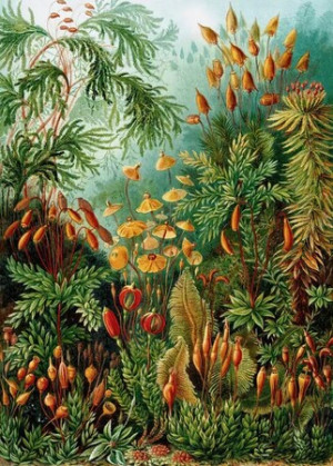 Muscinae, Haeckel