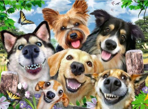 Hunde in Selfie-Laune