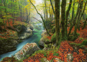 Magischer Wald