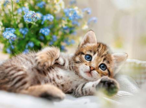 Welpenkollektion: Sweet Kitty