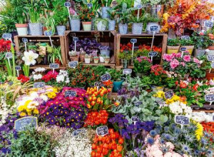Bunte Märkte: Blumenmarkt in Frankreich