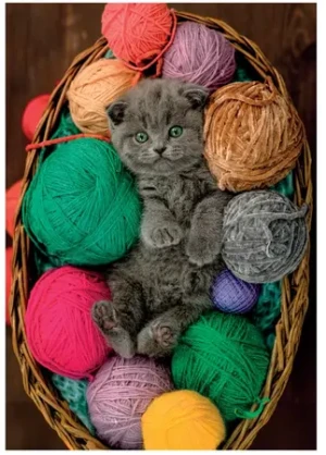 Katzenbaby