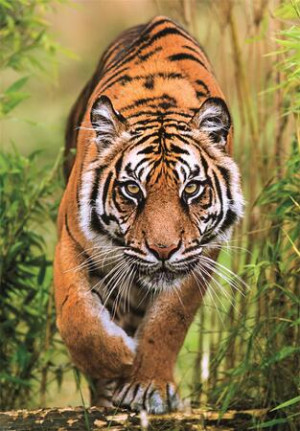 Tigerpfade