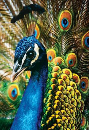 Bunte Natur: Pfau