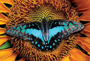 Bunte Natur: Schmetterling