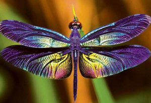Bunte Natur: Libelle
