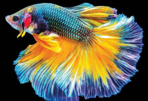 Bunte Natur: Fisch