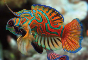 Bunte Natur: Mandarinfisch