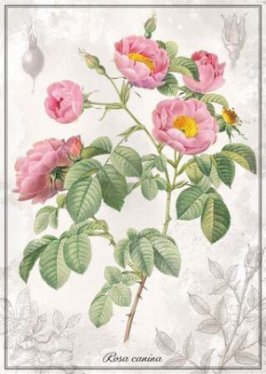 Pflanzenportrait Rose