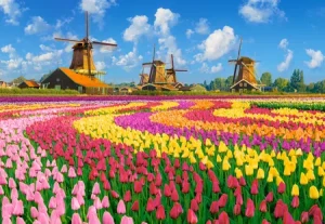 Holländische Windmühlen zwischen Tulpen