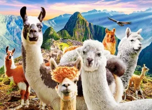 Lama-Selfie