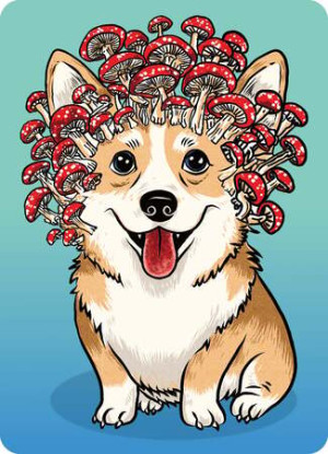 Corgi Pilz