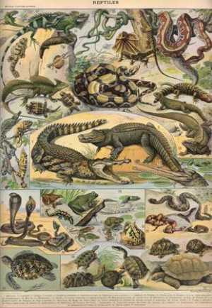 Larousse-Illustration: Reptilien, 1897-1904