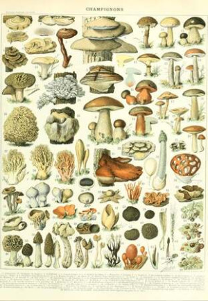 Larousse-Illustration: Pilze, 19. Jahrhundert