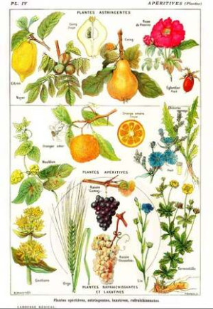 Larousse-Illustration: Adstringierende und appetitanregende Pflanzen, 1912