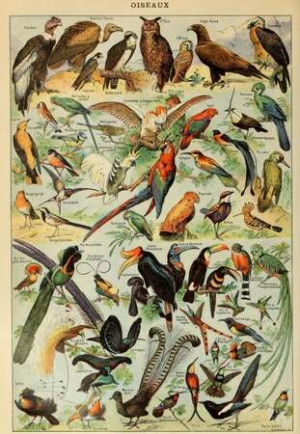 Larousse-Illustration: Vögel, 19. Jahrhundert