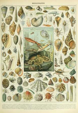 Larousse-Illustration: Weichtiere, 19. Jahrhundert