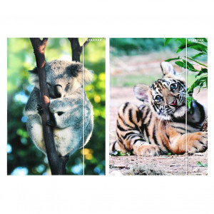 Teczka z gumką A4 Wild Animal - Starpak