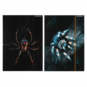 Teczka z gumką papierowa A4 Spider - Starpak