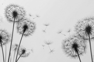 Fototapete Pusteblumen Löwenzahn zahn~~POS=HEADCOMP, Blumen, field flo