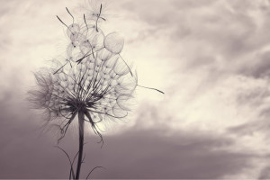Fototapete Pusteblumen