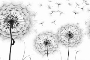 Fototapete Pusteblumen Schwarz und Weiß, Löwenzahn zahn~~POS=HEADCOMP,