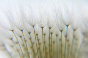 Fototapete Pusteblumen Löwenzahn zahn~~POS=HEADCOMP, natura, field flo