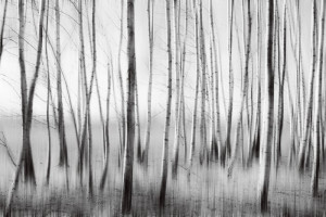 Fototapete Birke Baum, Wald, weiße Birke, Birke, Schwarz und Weiß