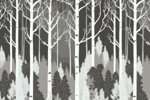 Fototapete Baum, Wald, Birke, birches, Schwarz und Weiß