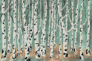 Fototapete birches, Birke, Wald, Baum, Wasserfarbe