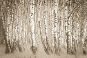 Fototapete Wald, Birke, Baum, Landschaft, Pflanzen