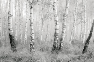 Fototapete Wald, Birke, Landschaft, Bäume, Baum
