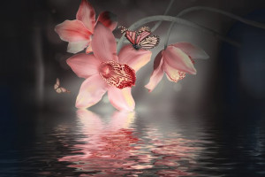 Fototapete Schmetterlinge Orchidee, orchidaceous, Wasser, Schmetterlin