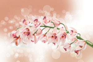 Fototapete Orchidee, orchidaceous, Blumen, Blüte, rosa