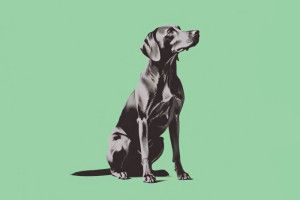 Fototapete Hunde Hund, kleinen Hund, schwarzer Hund, Tierbabys, grün