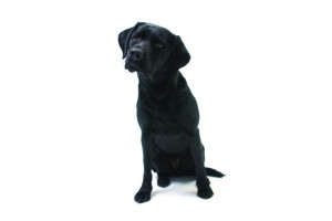 Fototapete Hunde Hund, Hunde, Labrador, Labrador Retriever, labor