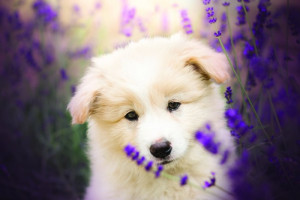 Fototapete Hunde Hund, Hunde, kleiner Hund, kleinen Hund, weißen Hund