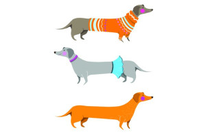 Fototapete Hund, kleinen Hund, doggies, brauner Hund, Wurst - Hund