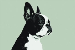 Fototapete Hunde Hund, weißen Hund, schwarzer Hund, kleiner Hund, klei
