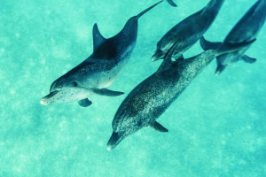 Fototapete Delphine dolphin, Delfine, Tierbabys, Haustiere, Wasser