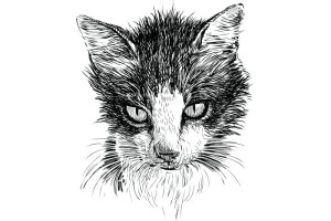 Fototapete Katze cat, kitten, Kitty, Hauskatze, schwarze Katze